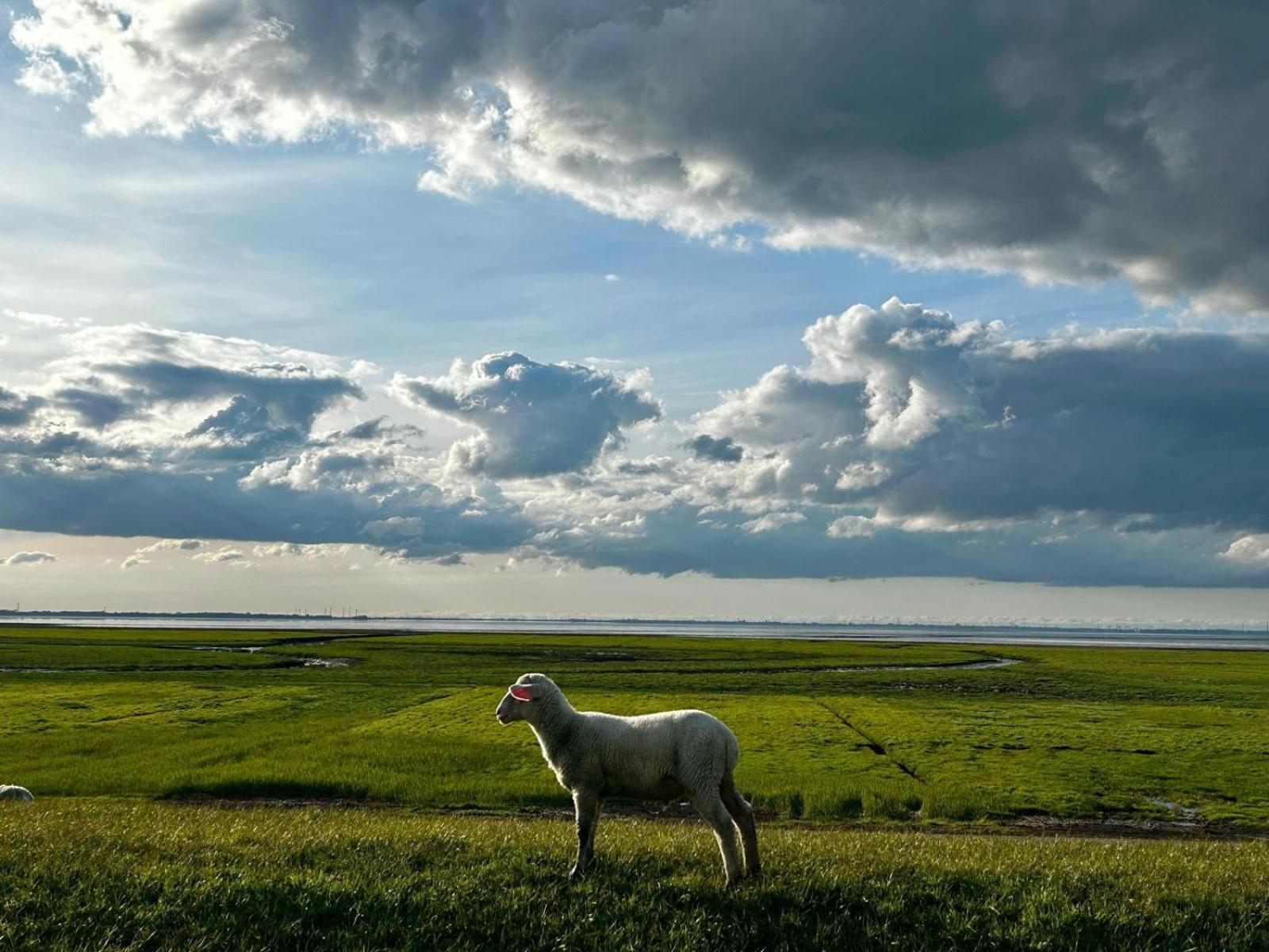 Aar Nordsee Appartement Varel Kültér fotó